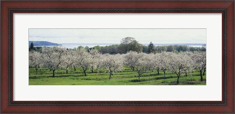 Framed Cherry trees in an orchard, Mission Peninsula, Traverse City, Michigan, USA Print