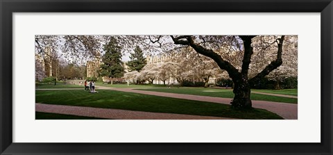 Framed Cherry trees in the quad of a university, University of Washington, Seattle, Washington State Print