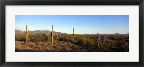 Framed Saguaro cacti in a desert, Four Peaks, Phoenix, Maricopa County, Arizona, USA Print