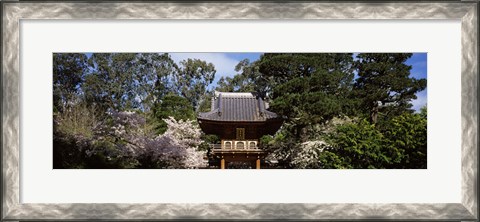 Framed Cherry Blossom trees in a garden, Japanese Tea Garden, Golden Gate Park, San Francisco, California, USA Print