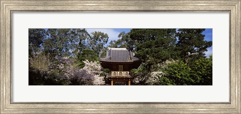 Framed Cherry Blossom trees in a garden, Japanese Tea Garden, Golden Gate Park, San Francisco, California, USA Print