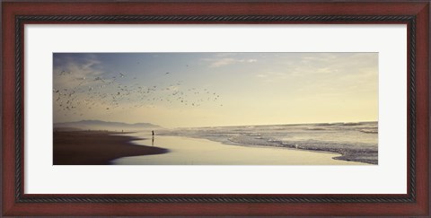 Framed Flock of seagulls flying above a woman on the beach, San Francisco, California, USA Print