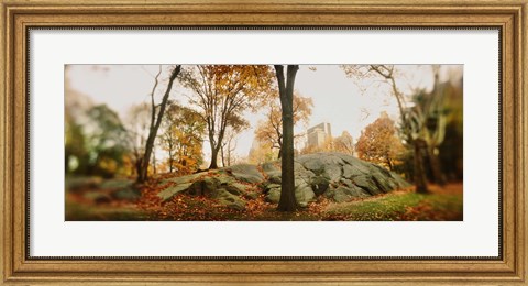 Framed Trees in a park, Central Park, Manhattan, New York City, New York State, USA Print