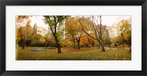 Framed Shedding trees, Central Park, Manhattan, New York City, New York State, USA Print