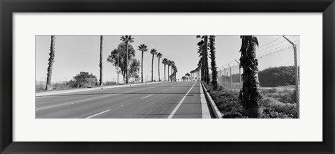 Framed Palm trees along a road, San Diego, California, USA Print