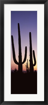 Framed Saguaro cacti, Saguaro National Park, Tucson, Arizona, USA Print