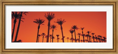 Framed Silhouette of date palm trees in a row, Phoenix, Arizona, USA Print