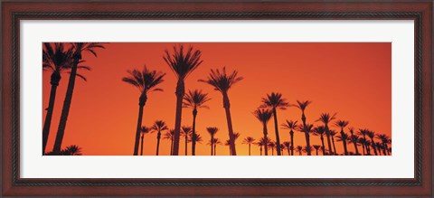 Framed Silhouette of date palm trees in a row, Phoenix, Arizona, USA Print