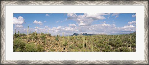 Framed Saguaro National Park Tucson AZ USA Print