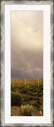 Framed Teddy-Bear Cholla and Saguaro cacti on a landscape, Sonoran Desert, Phoenix, Arizona, USA Print