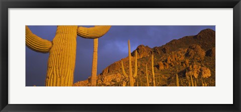 Framed Saguaro Cactus, Tucson, Arizona, USA Print