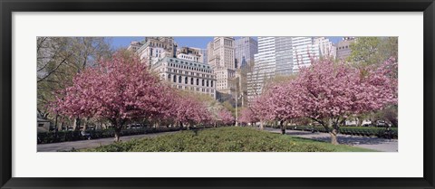 Framed Cherry Trees, Battery Park, NYC, New York City, New York State, USA Print