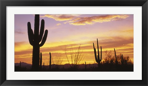 Sunset Saguaro Cactus Saguaro National Park AZ Photograph by Panoramic ...