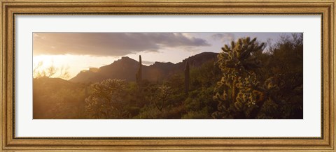 Framed Cholla Cactus in a field, Phoenix, Maricopa County, Arizona, USA Print