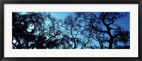 Framed Silhouette of an Oak tree, Oakland, California, USA Print