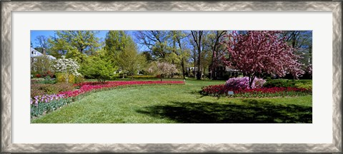 Framed Tulips and cherry trees in a garden, Sherwood Gardens, Baltimore, Maryland, USA Print
