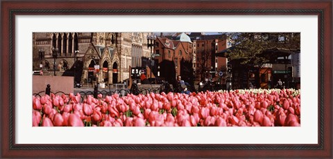Framed Tulips in a garden with Old South Church in the background, Copley Square, Boston, Suffolk County, Massachusetts, USA Print