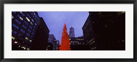 Framed Low angle view of a Christmas tree, San Francisco, California, USA Print