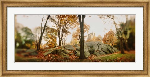 Framed Trees in a park, Central Park, Manhattan, New York City, New York State, USA Print