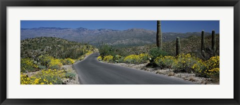 Framed Greenery in Saguaro National Park, Arizona Print