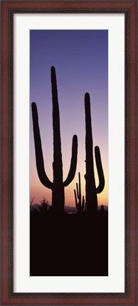 Framed Saguaro cacti, Saguaro National Park, Tucson, Arizona, USA Print