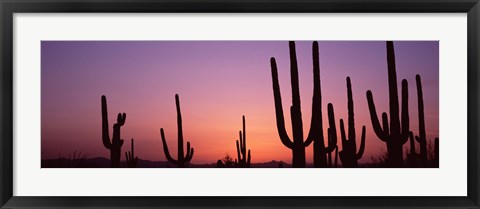 Framed Purple Sky Behind Cacti in the Saguaro National Park, Arizona Print