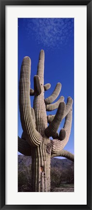 Framed Close up of Saguaro cactus, Saguaro National Park, Tucson, Arizona Print