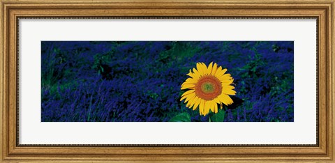 Framed France, Provence, Suze-La-Rouse, sunflower in lavender field Print