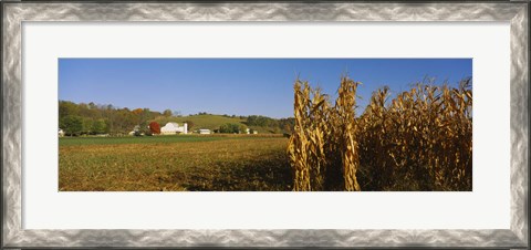 Framed Corn in a field after harvest, along SR19, Ohio, USA Print