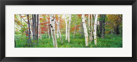 Framed Birch trees in a forest, Acadia National Park, Maine Print