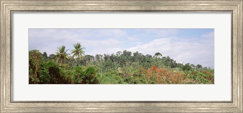 Framed Plant growth in a forest, Manual Antonia National Park, Quepos, Costa Rica Print
