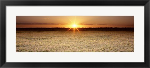 Framed Rice Field, Sacramento Valley, California, USA Print