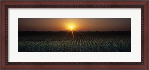 Framed Sunrise, Crops, Farm, Sacramento, California, USA Print