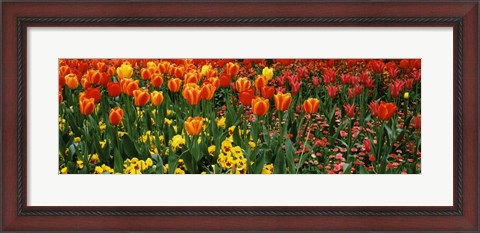 Framed Tulips in a field, St. James&#39;s Park, City Of Westminster, London, England Print
