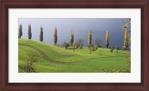 Framed Switzerland, Lake Zug, View of a row of Poplar Trees Print