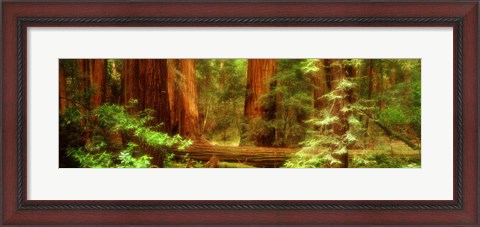 Framed Muir Woods, Trees, National Park, Redwoods, California Print