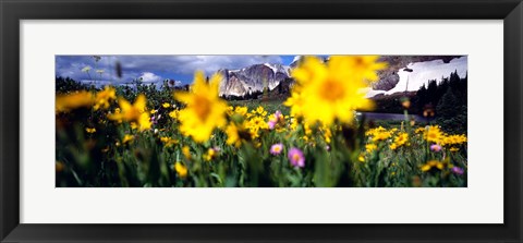 Framed Daisies, Flowers, Field, Mountain Landscape, Snowy Mountain Range, Wyoming, USA, United States Print