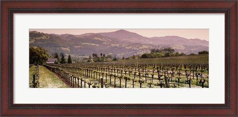 Framed Vineyard on a landscape, Asti, California, USA Print