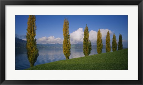 Framed Row of poplar trees along a lake, Lake Zug, Switzerland Print