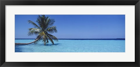 Framed Palm tree in the sea, Maldives Print