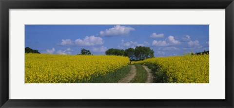 Framed Path in a field, Germany Print