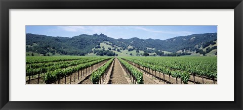 Framed Rows of vine in a vineyard, Hopland, California Print