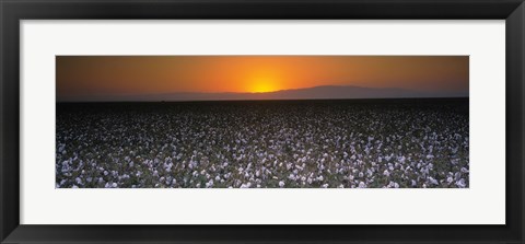 Framed Cotton crops in a field, San Joaquin Valley, California, USA Print