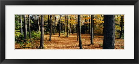 Framed Chestnut Ridge Park Orchard Park NY USA Print