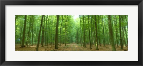 Framed Pathway Through Forest, Mastatten, Germany Print