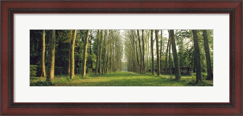 Framed Trees Versailles France Print