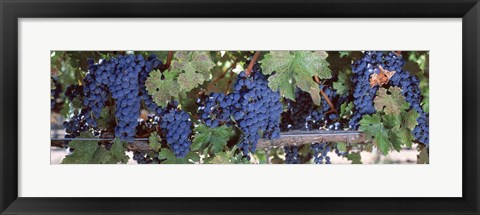 Framed USA, California, Napa Valley, grapes Print