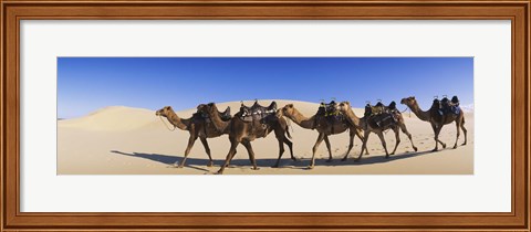 Framed Camels walking in the desert Print