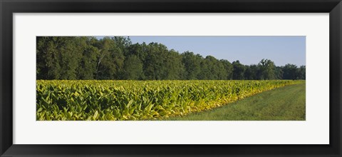 Framed Crop of tobacco in a field, Winchester, Kentucky, USA Print