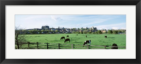 Framed Cows grazing in a field with a city in the background, Arundel, Sussex, West Sussex, England Print